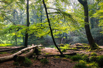 Woods at Golitha Falls Bodmin Moor