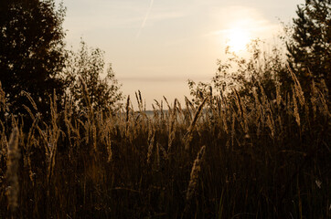 Fototapeta na wymiar tall grass on a foggy september morning