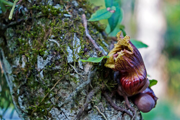 Exotic flower on tree trunk (Crescentia alata)