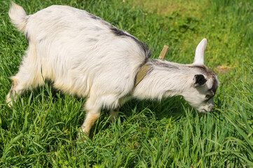 Naklejka na ściany i meble Young milk Ukrainian goat eating fresh grass on a summer pasture