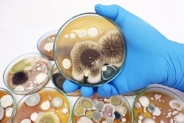 Malt Extract Agar in Petri dish use for growth media to isolate and cultivate yeasts, molds and...