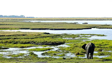 Lone elephant drinking water at the okavango delta grasslands in botswana on safari, luxury travel, adventure, wild travel, great outdoors, grasslands © Warped Out