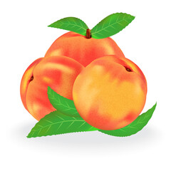 Realistic peach vector