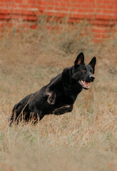 Naklejka na ściany i meble East European German Shepherd black dog run active on the background of the castle