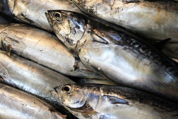 Stalls with sea food at fish market in Athens, Greece.