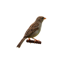 Sparrow