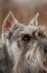 miniature schnauzer salt and pepper dog portrait