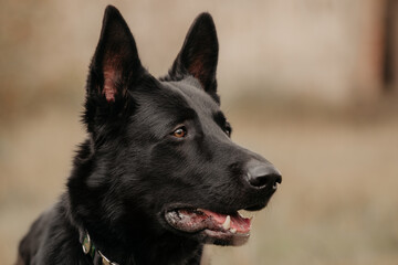 East European Shepherd German shepherd black dog portrait on the bokeh background 