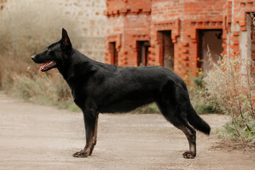 East European Shepherd black dog on the background of the castle