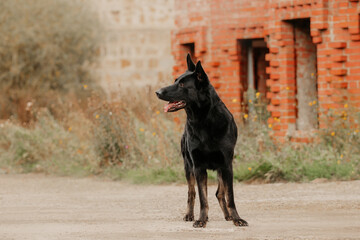 East European Shepherd black dog on the background of the castle