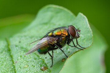 Common green bottle fly sitting on leaf with droplets of morning dew.Side view, closeup.Genus species Lucilla caesar.