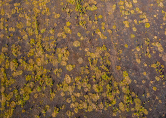top view of the sun-scorched steppe with sparse trees in autumn