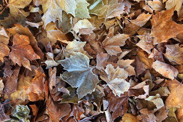 Fallen dried leaves after the first frost