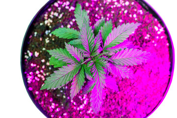 cultivation of cannabis medical marijuana under lighting with LEDs