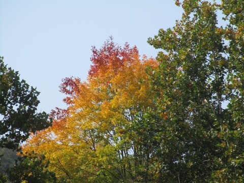 rainbow colored tree