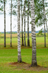 Gorgeous landscape with birch forest