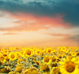 Obraz premium Beautiful sunflower field under picturesque sky with clouds at sunset