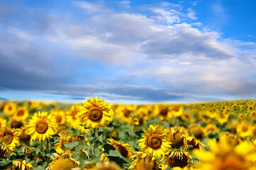 Beautiful sunflower field under blue sky with clouds