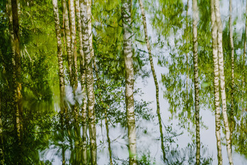 Reflection in a small forest lake
