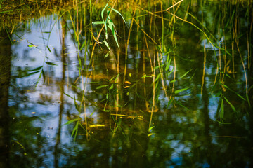 Reflection in a small forest lake