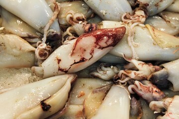 Close up of squids at fish market in Athens, Greece.