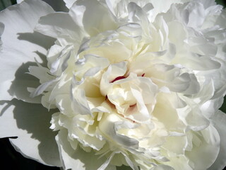 Middle of white peony flower