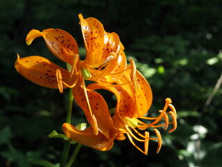 Orange wild Lily flowers