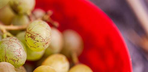 The grape fruits, covered with a network of small cracks, is located in a bright red plastic bowl with translucent sides. Selective focus, macro.