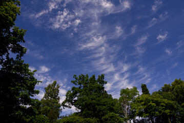 bright blue sky, white wispy clouds with trees