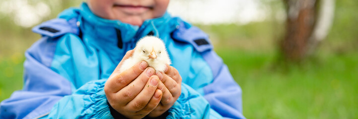 happy kid boy little farmer holds a newborn baby chicken in his hands in the nature outdoor....
