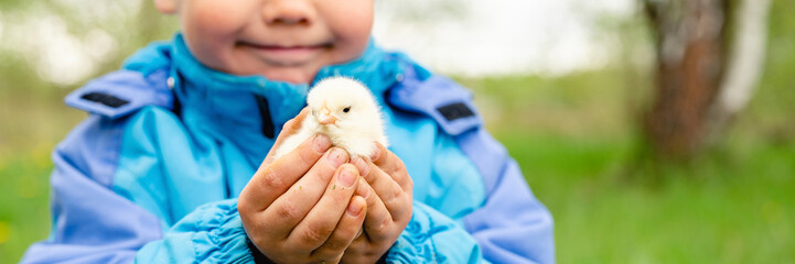 happy kid boy little farmer holds a newborn baby chicken in his hands in the nature outdoor....