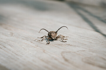 Lamia textor - Weaver beetle insect on a wooden board