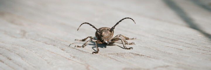 Lamia textor - Weaver beetle insect on a wooden board. banner