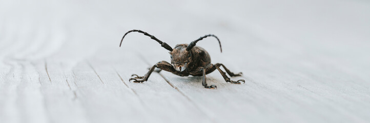 Lamia textor - Weaver beetle insect on a wooden board. banner