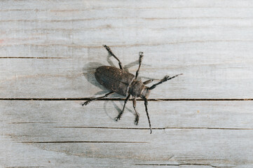Lamia textor - Weaver beetle insect on a wooden board