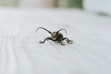 Lamia textor - Weaver beetle insect on a wooden board