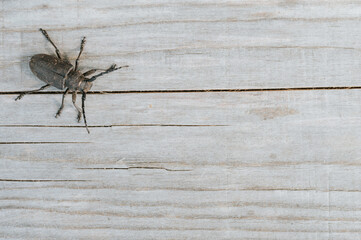 Lamia textor - Weaver beetle insect on a wooden board. top view, space for text