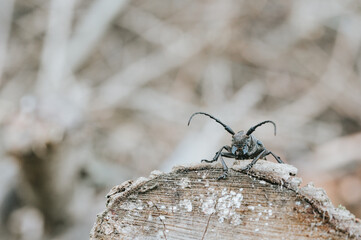 Lamia textor - Weaver beetle insect on a tree bark