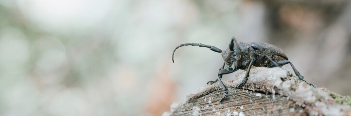 Lamia textor - Weaver beetle insect on a tree bark. banner