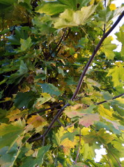 autumn leaves on the tree