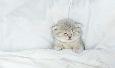 Cozy tiny scottish kitten sleeps under blanket on a bed at home. Top down view
