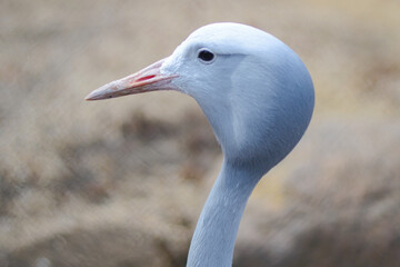 The blue, round head of the bird is taken in close-up. There is a beautiful swirling bokeh effect around it.