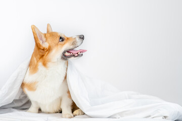 Pembroke welsh corgi dog lies under white blanket at home  and looks away on empty space