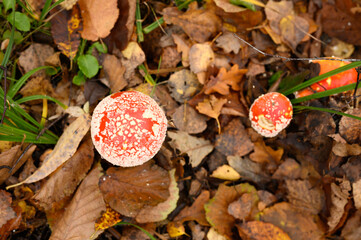 mushrooms fly agaric in grass on autumn forest background. toxic and hallucinogen red poisonous...