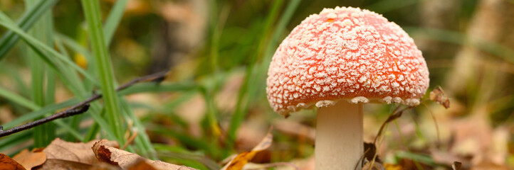 mushroom fly agaric in grass on autumn forest background. toxic and hallucinogen red poisonous amanita muscaria fungus macro close up in natural environment. banner