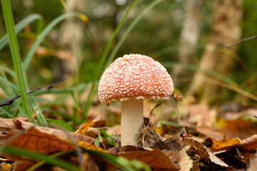 mushroom fly agaric in grass on autumn forest background. toxic and hallucinogen red poisonous amanita muscaria fungus macro close up in natural environment