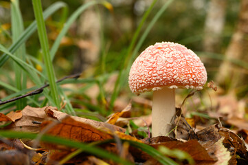 mushroom fly agaric in grass on autumn forest background. toxic and hallucinogen red poisonous amanita muscaria fungus macro close up in natural environment