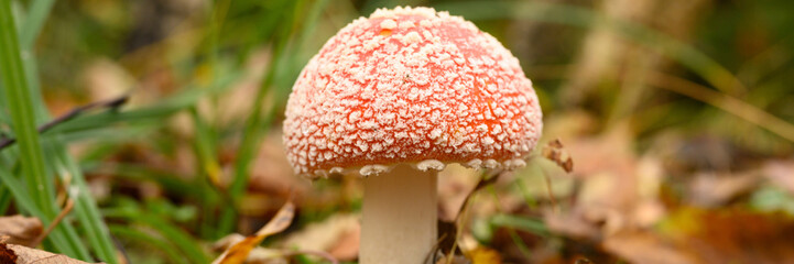 mushroom fly agaric in grass on autumn forest background. toxic and hallucinogen red poisonous amanita muscaria fungus macro close up in natural environment. banner