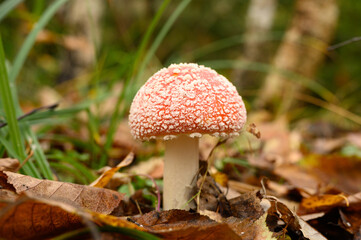 mushroom fly agaric in grass on autumn forest background. toxic and hallucinogen red poisonous amanita muscaria fungus macro close up in natural environment