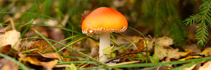 mushroom fly agaric in grass on autumn forest background. toxic and hallucinogen red poisonous amanita muscaria fungus macro close up in natural environment. banner